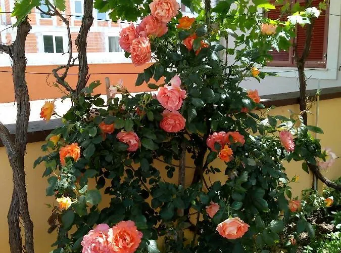 Mladen Appartement *